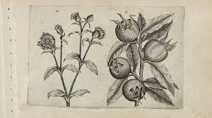 Folks say you can't do that, they won't be apple trees!!now!!that whole concept confuses me. The Forgotten Medieval Fruit With A Vulgar Name Bbc Future