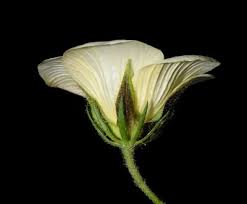 Image result for Hibiscus aethiopicus