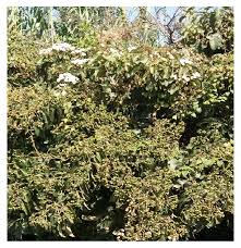 Image result for Fagaropsis