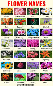 Flower Names List Of 25 Popular Types Of Flowers With The Pictures Esl Forums Flower Names Types Of Flowers List Of Flowers