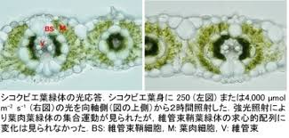 植物生理形態学研究室 研究概要 葉緑体細胞内配置