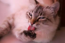 Kucing demam merupakan suatu masalah umum yang dialami hewan karena demam? Kucing Keracunan Kenali Tanda Tanda Dan Jenis Zat Beracunnya Halaman All Kompas Com
