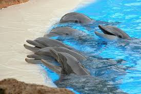Imagen De Dolphin Animal And Cute Dolphins Bottlenose Dolphin Sea Animals