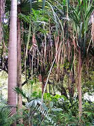 Image result for Chamaedorea radicalis