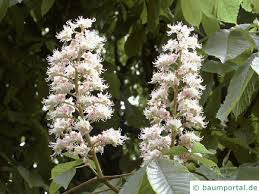 Now $209 (was $̶3̶2̶7̶) on tripadvisor: Kastanie Aesculus Hippocastanum