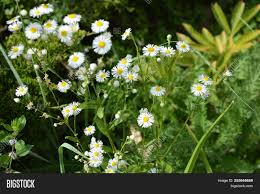 English daisies like moist areas, so you can prevent them by avoiding overwatering. Beautiful Weightless Image Photo Free Trial Bigstock