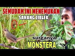 Ciblek kristal gacor ini ngebren ngonci cocok untuk memaster burung lain atau burung sejenis bisa juga untuk mikat burung ciblek follow instagram saya kang. Download Sarang Burung Ciblek Gunung Mp3 3 8 Mb Kicau Siburung Com