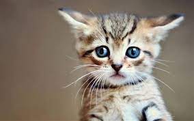 We did not find results for: Minneapolis Cats Kittens Kitties For Adoption Home Facebook