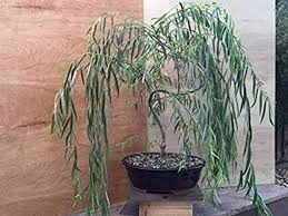 A pine or juniper trunk can also be thickened by using a knife to carve vertical lines through the bark down to the sap layer. Pin On Bonsai