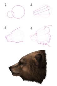Howtodrawbears 3 1 Grizzly Brown Bear Head Bear Drawing Bear Paintings Bear Sketch