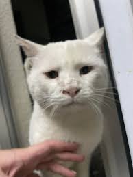 I disagree with the Cheshire Cat in Alice in Wonderland