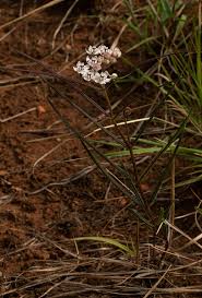 Image result for Asclepias cucullata