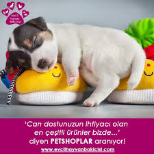 Evcil Hayvan Bakimi Petshop Evcil Hayvan Bakimi Evcil Hayvanlar Hayvan