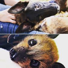 Refer to the pet specialization chart and pick. VoverÄ— Ä¯darbinti AlkunÄ— Fruit Bat Pet Yenanchen Com