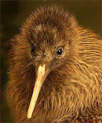 Im märz mit mir 4 wochen nach neuseeland zu fliegen. Quick Kiwi Fact Vogel Als Haustiere Vogelbilder Susse Tiere