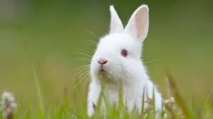 Only the best from the web. Alternatives To Animal Tests The Humane Society Of The United States