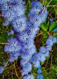 Image result for Memecylon myrianthum