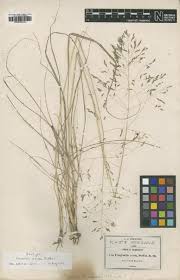 Image result for Eragrostis homblei