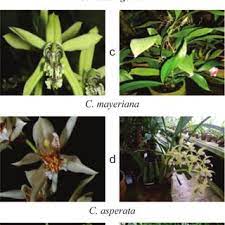 .lycastoides coelogyne malipoensis coelogyne mayeriana coelogyne merrilii coelogyne mooreana coelogyne nitida coelogyne ochracea 3 coelogyne pandurata coelogyne prolifera coelogyne pulverula (= dayana) coelogyne pulverula autre clone coelogyne punctulata coelogyne. Morphological Orchid Coelogyne Spp A C Pandurata B C Massangeana Download Scientific Diagram