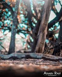 Pin By Vikas Singh On Lightroom Presets Blur Photo Background Blur Background Photography Blur Image Background Want to learn how to blur background in lightroom? pinterest