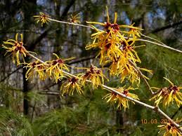 Image result for Hamamelis mollisi
