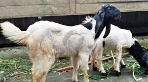 Membuat kandang kambing etawa memang harus disekat antara kambing satu dengan yang lain kambing ras etawa biasanya beradu jika dikelompokan lebih dari 2 ekor yang tidak se induk. Cara Mudah Budidaya Kambing Etawa Untuk Pemula Faktualnews Co