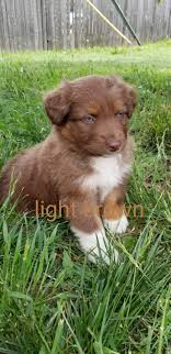Texas mini aussie breeder, miniature australian shepherd puppies for sale in texas, mini aussie puppies for sale in texas,red merle mini aussie, blue eyed red tri mini aussie,mini and toy aussie stud service Australian Shepherd Puppies For Sale Denver Co 298740