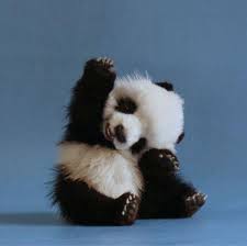Image result for hand up