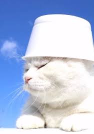 See more ideas about cat icon, cat stands, cat memes. Cat Matching Icons Album On Imgur