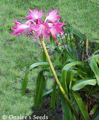 Some flower bulbs can be shipped to you at home. Crinum Lily Deep Pink Flowering Florida Hybrid 5 Small Bulbs