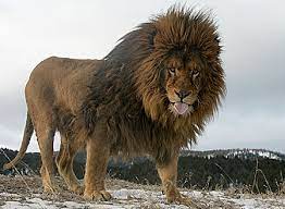 Head to head statistics and prediction, goals, past matches, actual form for liga mx. Leon Del Atlas O Panthera Leo Leo Extincion Animal 2021