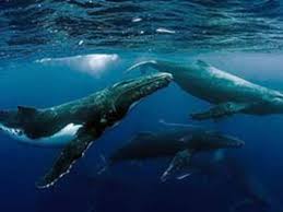 1,872 likes · 21 talking about this. Galapagos Whales A Guide For Galapagos Islands Whale Watching