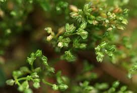 Image result for Polycarpon prostratum