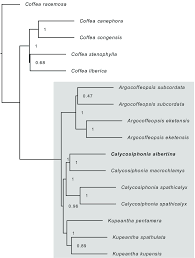 Image result for Calycosiphonia spathicalyx