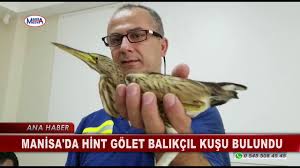 Manisa Da Hint Golet Balikcil Kusu Bulundu Youtube