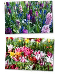 Il narciso è il fiore che prima di tutti annuncia l'arrivo della primavera. Morning Breaknews Fiorellini A Grappolo Profumatissimi Che Crescono Inizio Primavera Fiori Di Primavera Resiste Ai Geli Ed Alla Siccita E Cresce Bene In Terreni Dove Non Abbondi L Acqua Per Irrigare