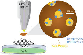 CRISPR'ing Wheat with a Gene Gun | Mirus Bio