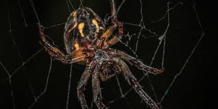 Outdoors, black widow spiders commonly live in protected areas. Common Household Spiders In New Jersey Arkadia Eco Pest Control