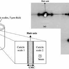 Thick, brown hair of a near eastern monstrosity known as the camel. Pdf Investigation Of Human Hair Cuticle Structure By Microdiffraction Direct Observation Of Cell Membrane Complex Swelling