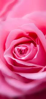 Download blue rose stock vectors. Blue Rose Wallpapers Hd Blue Rose Backgrounds Free Images Download