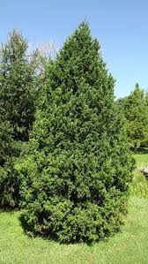 Image result for Digitaria thouaresiana