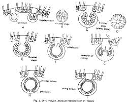 Volvox Occurrence Structure And Reproduction With Diagrams