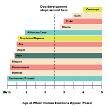 Which Emotions Do Dogs Actually Experience Modern Dog