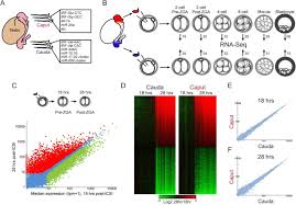 See more ideas about animal drawings, cat drawing, drawings. Small Rnas Gained During Epididymal Transit Of Sperm Are Essential For Embryonic Development In Mice Biorxiv