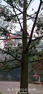 Maybe you would like to learn more about one of these? Botanical Name Ceiba Speciosa Flora Of Punjab Pakistan Facebook