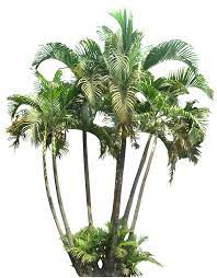 A Collection Of Tropical And Subtropical Plant Images With Transparent Background Plant Pictures Tropical Plants Plants