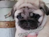 Piney Mountain Kennel - Pugs, Akc Champion Lined Pugs, Puppy for Sale