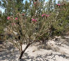 Image result for Kotschya imbricata