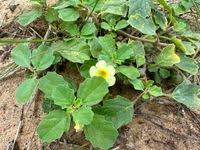 Image result for Pedalium