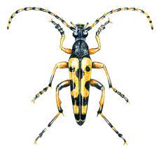 All beetles have biting mouthparts. How To Identify Longhorn Beetles Bbc Wildlife Magazine Discover Wildlife